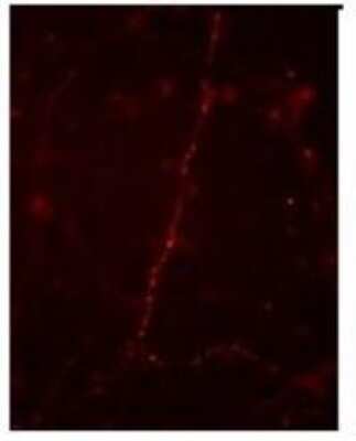 Immunohistochemistry: Synapsin I [p Ser9] Antibody [NB300-180]